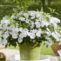 Hydrangea macr. 'Runaway Bride'® - C3L-25-30 CM, EXTRA