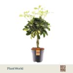 Schefflera arboricola 'Gold Capella' - květináč ⌀ 17 CM-výška ca. 50 CM-zapletený kmen