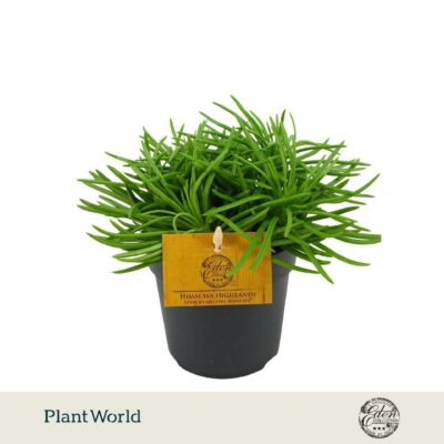 Senecio archeri 'Himalaya Highlands'