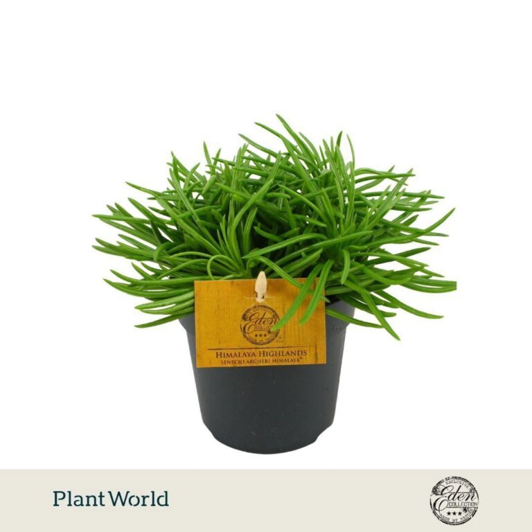 Senecio archeri 'Himalaya Highlands'