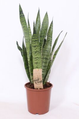Sansevieria zeylanica 'Compacta'