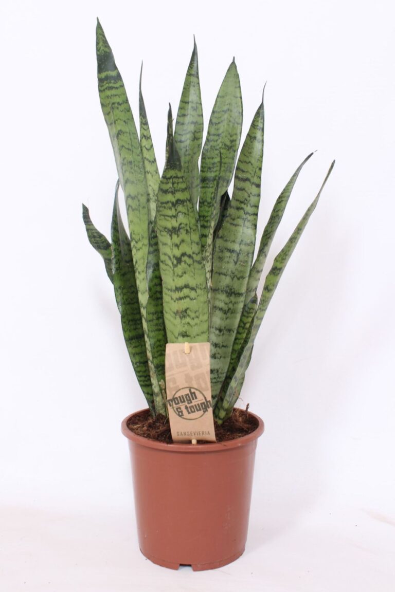 Sansevieria zeylanica 'Compacta'