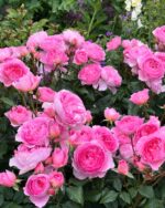 ROSA David Austin 'The Ancient Mariner'® - Obrázek 6