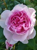ROSA David Austin 'The Ancient Mariner'® - Obrázek 4