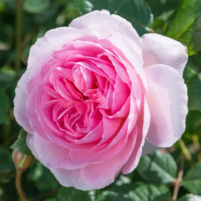 ROSA David Austin 'The Ancient Mariner'®