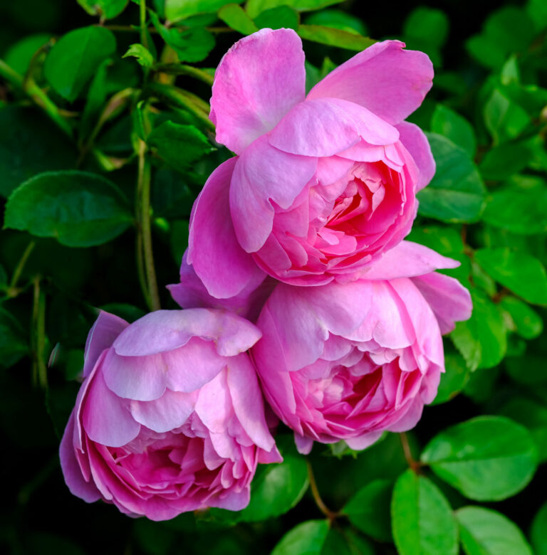 ROSA David Austin 'Royal Jubilee'®