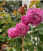 ROSA David Austin 'Royal Jubilee'® - Obrázek 3