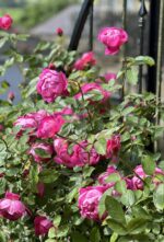 ROSA David Austin 'Royal Jubilee'® - Obrázek 4