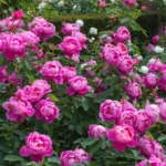 ROSA David Austin 'Royal Jubilee'® - Obrázek 2
