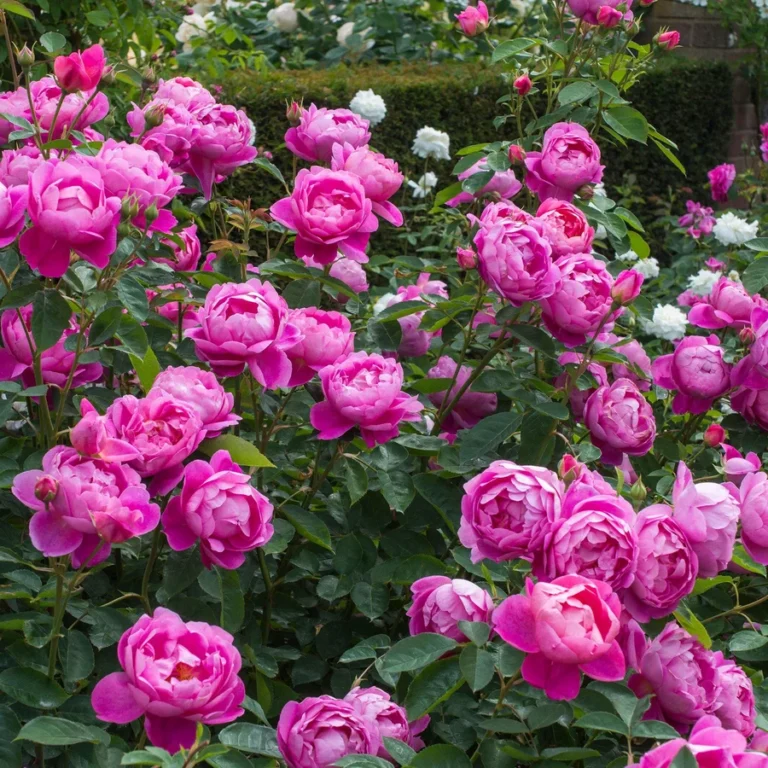 ROSA David Austin 'Royal Jubilee'®