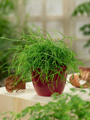 Rhipsalis baccifera 'Oasis'