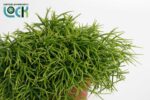 Rhipsalis baccifera 'Oasis' - Obrázek 2