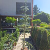 Cedrus deodara 'Karl Fuchs' - Kontejner 20l, v. 200-250 cm
