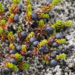 Empetrum nigrum - Obrázek 2
