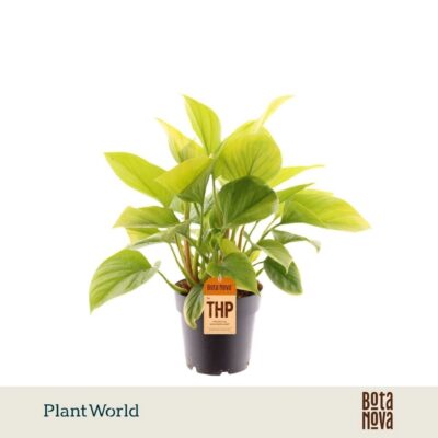 Homalomena 'Lemon Lime'