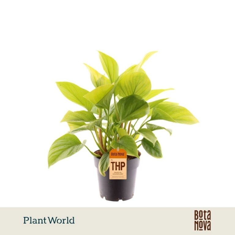 Homalomena 'Lemon Lime'