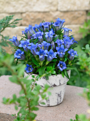 Gentiana scabra 'Luis Big Blue'