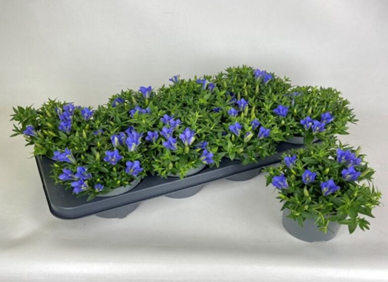 Gentiana scabra 'Luis Big Blue'