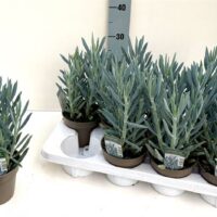 Curio ficoides 'Mount Everest' - P13