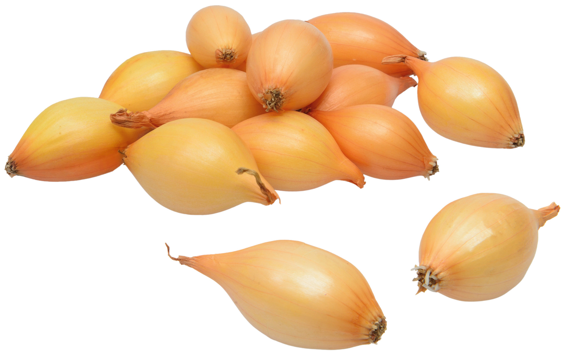 Sazečka - Augusta ozimá 250 g (7-14 mm) /cena bez slev/