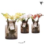 Orchidej 'Kolibri' hydroponická váza 16cm