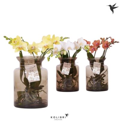 Orchidej 'Kolibri' hydroponická váza 16cm