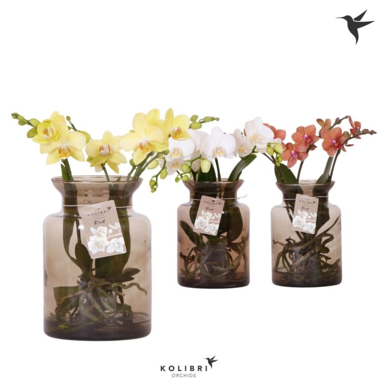 Orchidej 'Kolibri' hydroponická váza 16cm