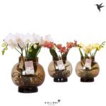 Orchidej 'Kolibri' hydroponická váza 16cm Bowl
