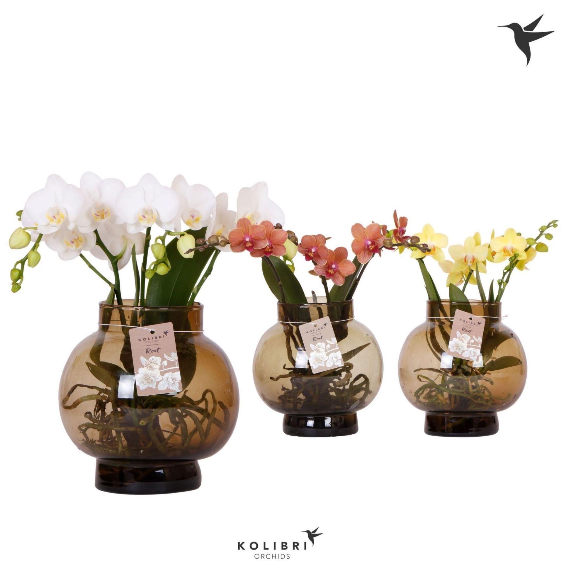 Phalaenopsis Glas Bowl 3 výhonové Orchidej 'Kolibri' hydroponická váza 16cm Bowl - Obrázek 1
