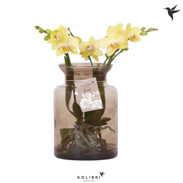 Orchidej 'Kolibri' hydroponická váza 16cm