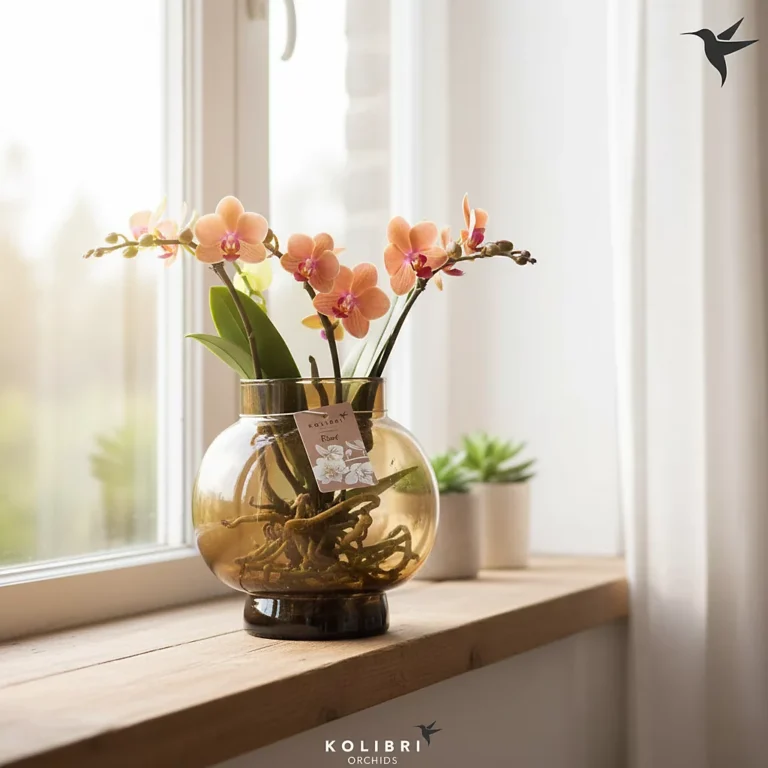 Orchidej 'Kolibri' hydroponická váza 16cm Bowl