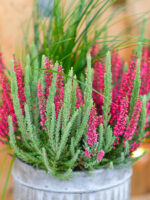 Calluna vulgaris 'Beauty Ladies'® Mintberry®