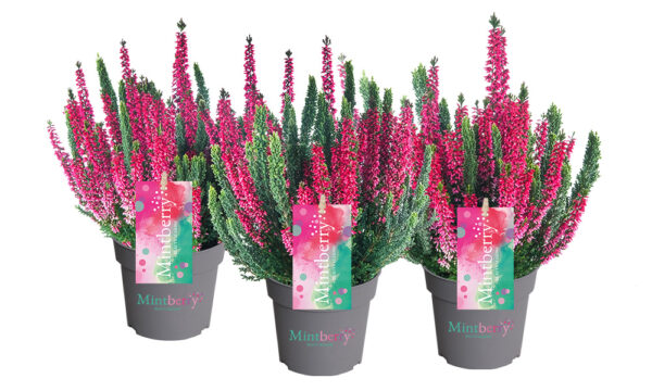 Calluna vulgaris 'Beauty Ladies'® Mintberry®