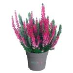 Calluna vulgaris 'Beauty Ladies'® Mintberry® - Obrázek 3